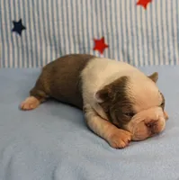 AKC Zoe's Seal & White Male Puppy 1, a male Boston Terrier for sale in Mount Olive, NC – 1 of 9