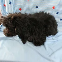 Tinker's Black Female Puppy 1, a female Cockapoo for sale in Mount Olive, NC – 6 of 9