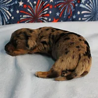 AKC Sallie's Black & Silver Dapple, Long Coat Female Puppy 3, a female Miniature Dachshund for sale in Mount Olive, NC – 6 of 10