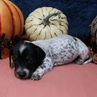 AKC Freckles Black & Tan Piebald on White Female Puppy 2, a female Miniature Dachshund for sale in Mount Olive, NC – 8 of 10