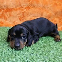 AKC Maggie's Black & Tan Female Puppy 1, a female Miniature Dachshund for sale in Mount Olive, NC – 2 of 10