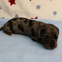 AKC Sallie's Black & Silver Dapple, Long Coat Male Puppy 3, a male Miniature Dachshund for sale in Mount Olive, NC – 6 of 10