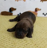 AKC Robin's Red Male Puppy 4, a male Miniature Dachshund for sale in Mount Olive, NC – 5 of 8