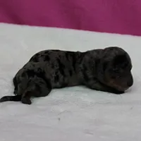 AKC Harleys Silver Dapple Female Puppy 1, a female Miniature Dachshund for sale in Mount Olive, NC – 8 of 10