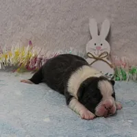 AKC Bubble's Blue & White Male Puppy 2, a male Boston Terrier for sale in Mount Olive, NC – Photo 10 of 10