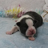 AKC Bubble's Blue & White Male Puppy 2, a male Boston Terrier for sale in Mount Olive, NC – Photo 2 of 10