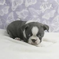 AKC Bubble's Blue & White Male Puppy 2, a male Boston Terrier for sale in Mount Olive, NC – Photo 5 of 10