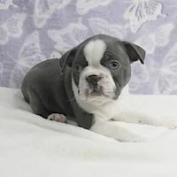 AKC Bubble's Blue & White Male Puppy 2, a male Boston Terrier for sale in Mount Olive, NC – Photo 6 of 10
