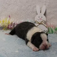 AKC Bubble's Blue & White Male Puppy 2, a male Boston Terrier for sale in Mount Olive, NC – Photo 6 of 10