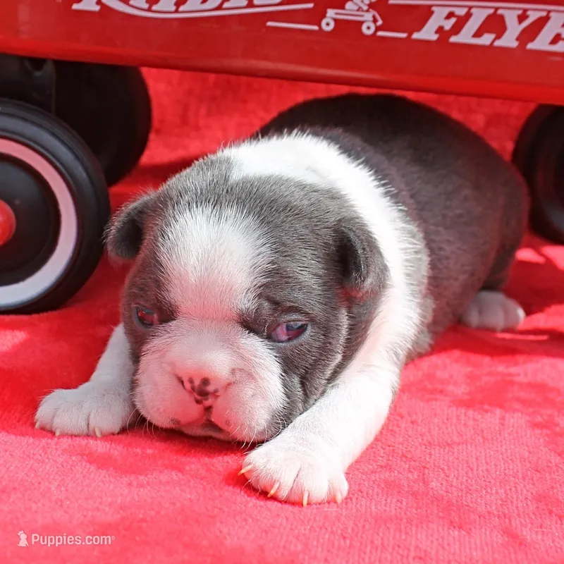 AKC Bubble's Blue & White Male Puppy 2 – Boston Terrier puppy for sale in Mount Olive, NC