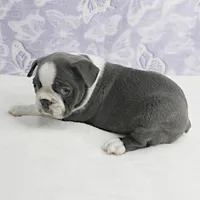 AKC Bubble's Blue & White Male Puppy 2, a male Boston Terrier for sale in Mount Olive, NC – Photo 9 of 10