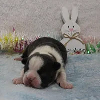 AKC Bubble's Blue & White Male Puppy 2, a male Boston Terrier for sale in Mount Olive, NC – Photo 5 of 10