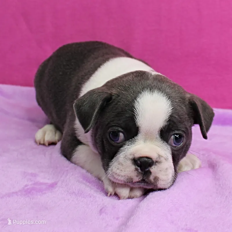 AKC Bubble's Blue & White Male Puppy 2 – Boston Terrier puppy for sale in Mount Olive, NC