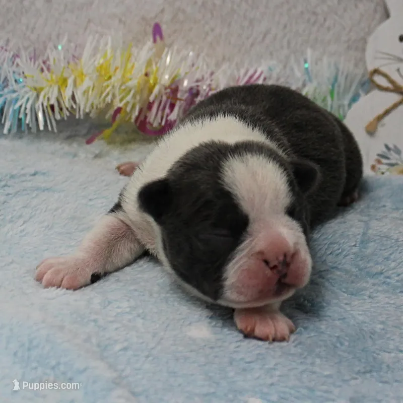AKC Bubble's Blue & White Male Puppy 2