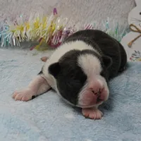AKC Bubble's Blue & White Male Puppy 2, a male Boston Terrier for sale in Mount Olive, NC – Photo 1 of 10