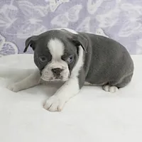 AKC Bubble's Blue & White Male Puppy 2, a male Boston Terrier for sale in Mount Olive, NC – Photo 1 of 10