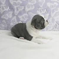 AKC Bubble's Blue & White Male Puppy 2, a male Boston Terrier for sale in Mount Olive, NC – Photo 10 of 10