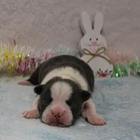 AKC Bubble's Blue & White Male Puppy 2, a male Boston Terrier for sale in Mount Olive, NC – Photo 8 of 10