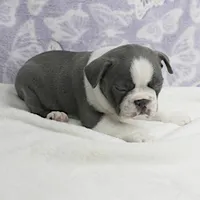 AKC Bubble's Blue & White Male Puppy 2, a male Boston Terrier for sale in Mount Olive, NC – Photo 7 of 10