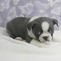 AKC Bubble's Blue & White Male Puppy 2, a male Boston Terrier for sale in Mount Olive, NC – Photo 2 of 10