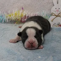 AKC Bubble's Blue & White Male Puppy 2, a male Boston Terrier for sale in Mount Olive, NC – Photo 3 of 10