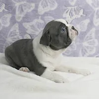 AKC Bubble's Blue & White Male Puppy 2, a male Boston Terrier for sale in Mount Olive, NC – Photo 8 of 10