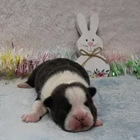 AKC Bubble's Blue & White Male Puppy 2, a male Boston Terrier for sale in Mount Olive, NC – Photo 9 of 10