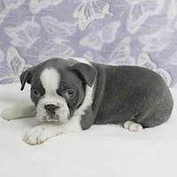 AKC Bubble's Blue & White Male Puppy 2, a male Boston Terrier for sale in Mount Olive, NC – Photo 4 of 10