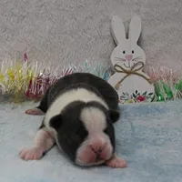 AKC Bubble's Blue & White Male Puppy 2, a male Boston Terrier for sale in Mount Olive, NC – Photo 4 of 10