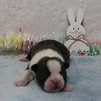 AKC Bubble's Blue & White Male Puppy 2, a male Boston Terrier for sale in Mount Olive, NC – Photo 7 of 10