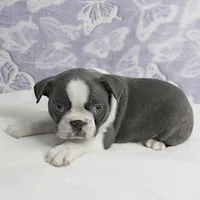 AKC Bubble's Blue & White Male Puppy 2, a male Boston Terrier for sale in Mount Olive, NC – Photo 3 of 10