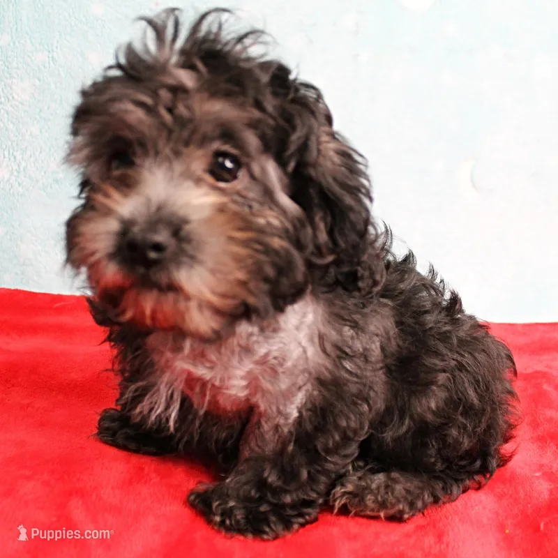 Tinker's Silver Male Puppy 2 – Cockapoo puppy for sale in Mount Olive, NC