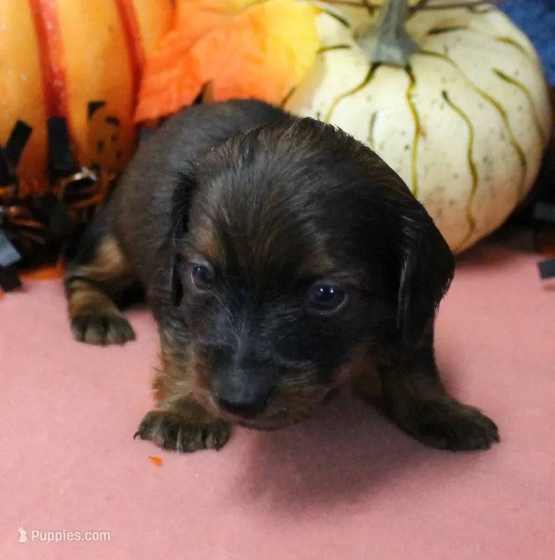 AKC Freckles Red with Black Tips Male Puppy 8 – Miniature Dachshund puppy for sale in Mount Olive, NC