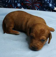 AKC Roxy's Red Shaded Dapple Male Puppy 1, a male Miniature Dachshund for sale in Mount Olive, NC – 4 of 10