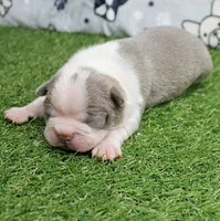 AKC Willow's Lilac & White Male Puppy 3, a male Boston Terrier for sale in Mount Olive, NC – 6 of 10