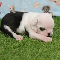 AKC Polly's White Face Female Puppy 3, a female Boston Terrier for sale in Mount Olive, NC – 9 of 10