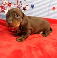 AKC Heidi's Chocolate & Tan Male Puppy 3, a male Miniature Dachshund for sale in Mount Olive, NC – 3 of 9