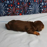 AKC Heidi's Chocolate & Tan Female Puppy 2, a female Miniature Dachshund for sale in Mount Olive, NC – 9 of 10