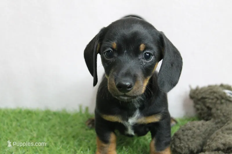 AKC Maggie's Black & Tan Male Puppy 4 – Miniature Dachshund puppy for sale in Mount Olive, NC