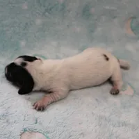AKC Freckles Black & Tan Piebald on White Female Puppy 2, a female Miniature Dachshund for sale in Mount Olive, NC – 8 of 10