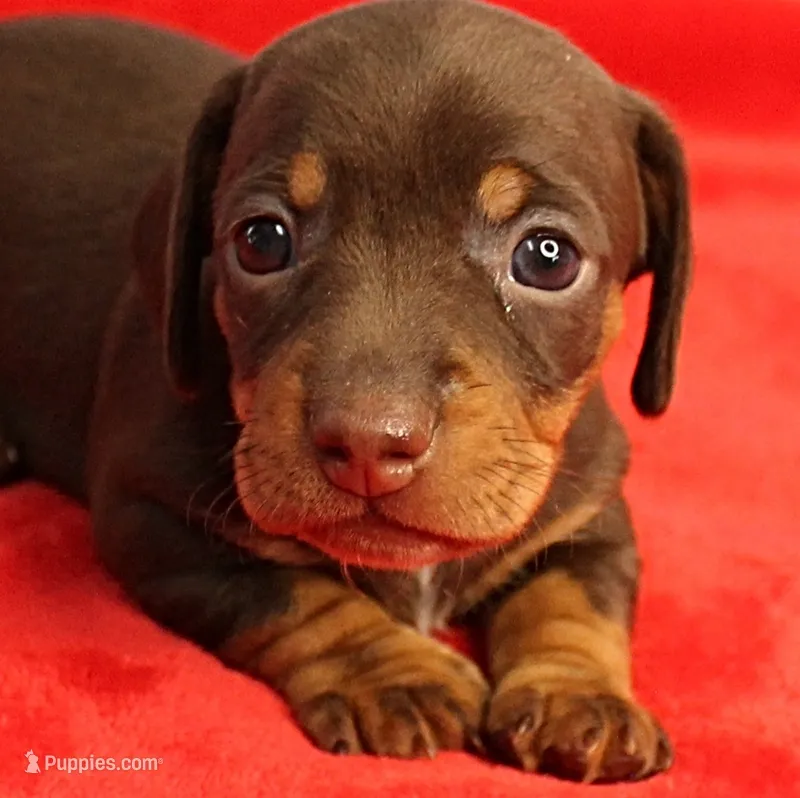 AKC Heidi's Chocolate & Tan Female Puppy 2 – Miniature Dachshund puppy on hold in Mount Olive, NC