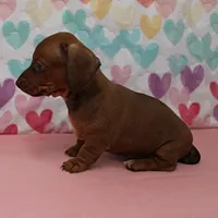AKC Robin's Red Female 3, a female Miniature Dachshund for sale in Mount Olive, NC – Photo 6 of 9