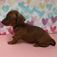 AKC Robin's Red Female 3, a female Miniature Dachshund for sale in Mount Olive, NC – Photo 7 of 9
