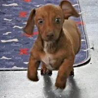 AKC Robin's Red Female 3, a female Miniature Dachshund for sale in Mount Olive, NC – Photo 5 of 10