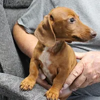 AKC Robin's Red Female 3, a female Miniature Dachshund for sale in Mount Olive, NC – 6 of 10