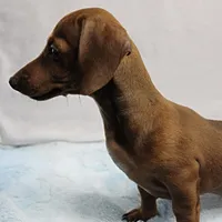 AKC Robin's Red Female 3, a female Miniature Dachshund for sale in Mount Olive, NC – Photo 1 of 10