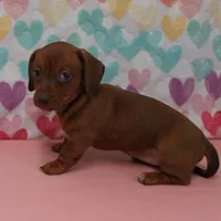 AKC Robin's Red Female 3, a female Miniature Dachshund for sale in Mount Olive, NC – Photo 8 of 9
