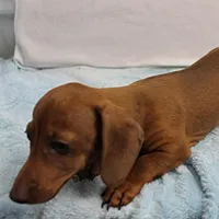 AKC Robin's Red Female 3, a female Miniature Dachshund for sale in Mount Olive, NC – Photo 6 of 10