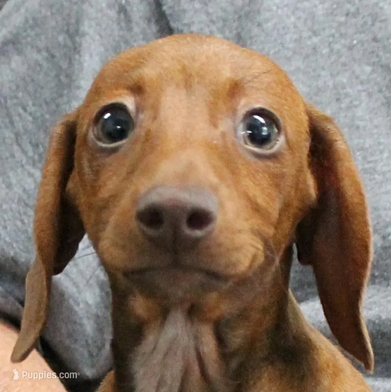 AKC Robin's Red Female 3 – Miniature Dachshund puppy for sale in Mount Olive, NC