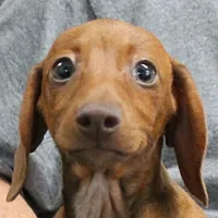 AKC Robin's Red Female 3, a female Miniature Dachshund for sale in Mount Olive, NC – 1 of 10